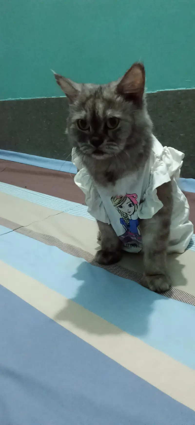 Russian cat golden eyes — photo 5
