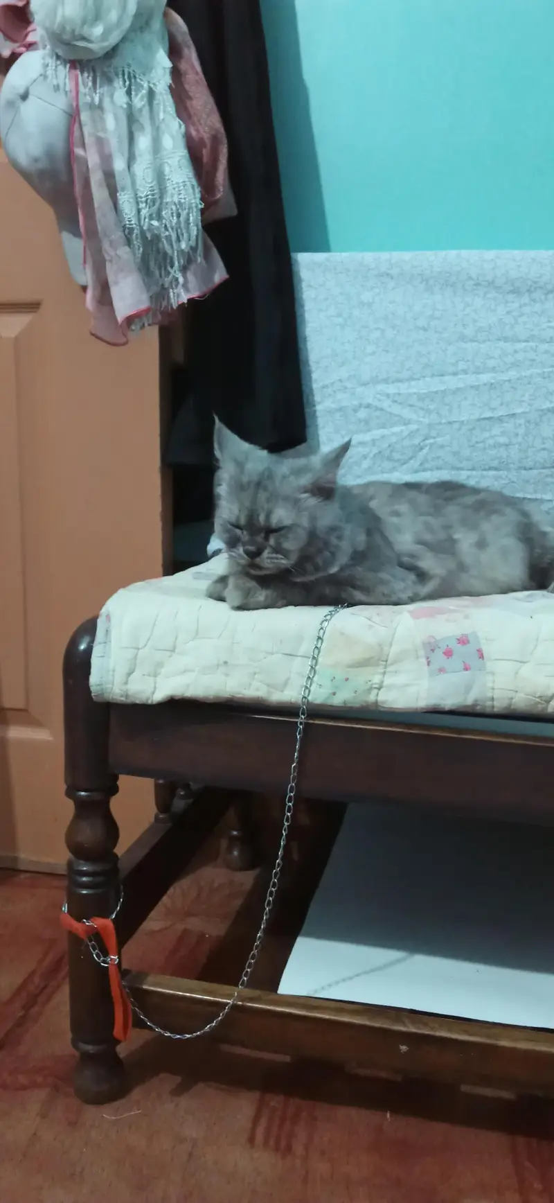 Russian cat golden eyes — photo 6