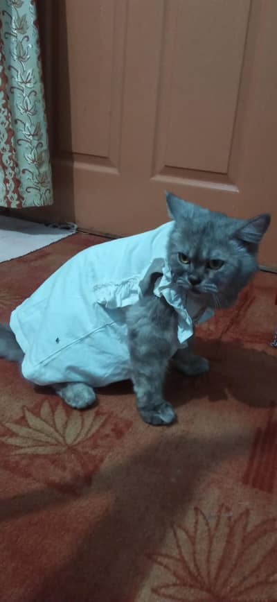 Russian cat golden eyes