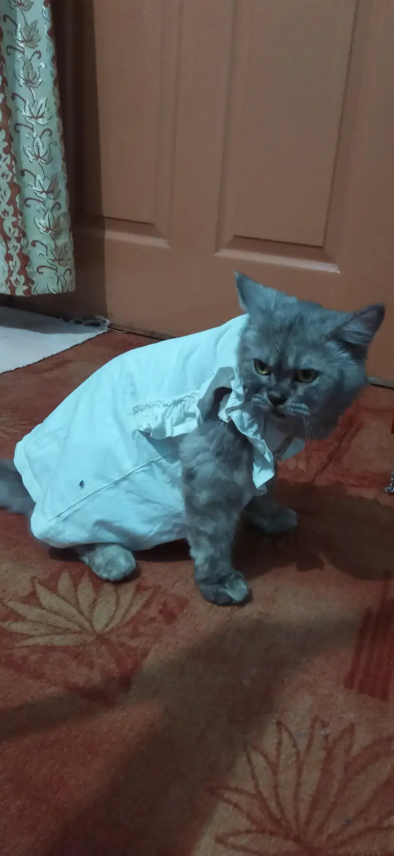 Russian cat golden eyes