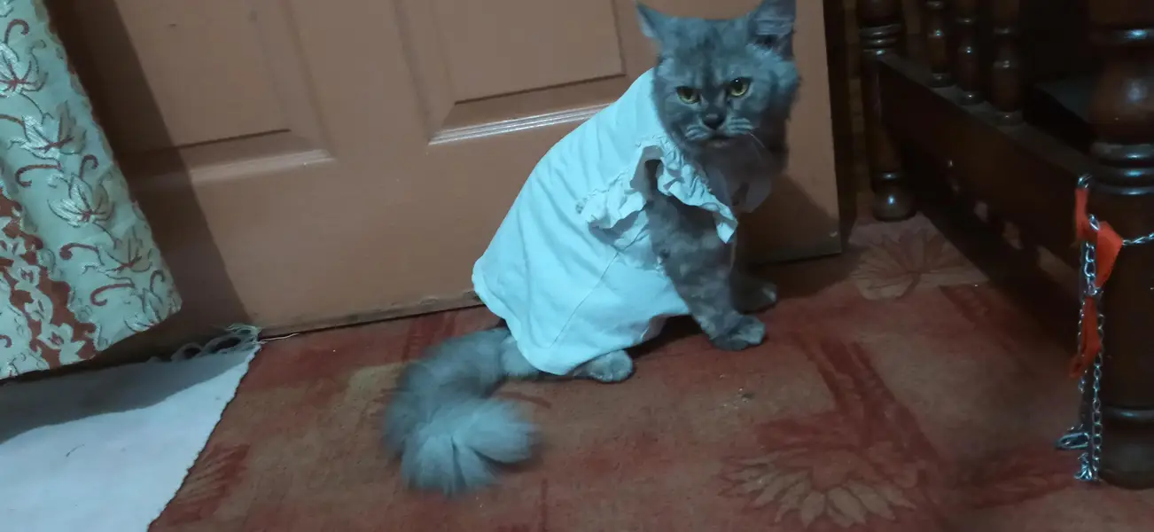 Russian cat golden eyes — photo 7