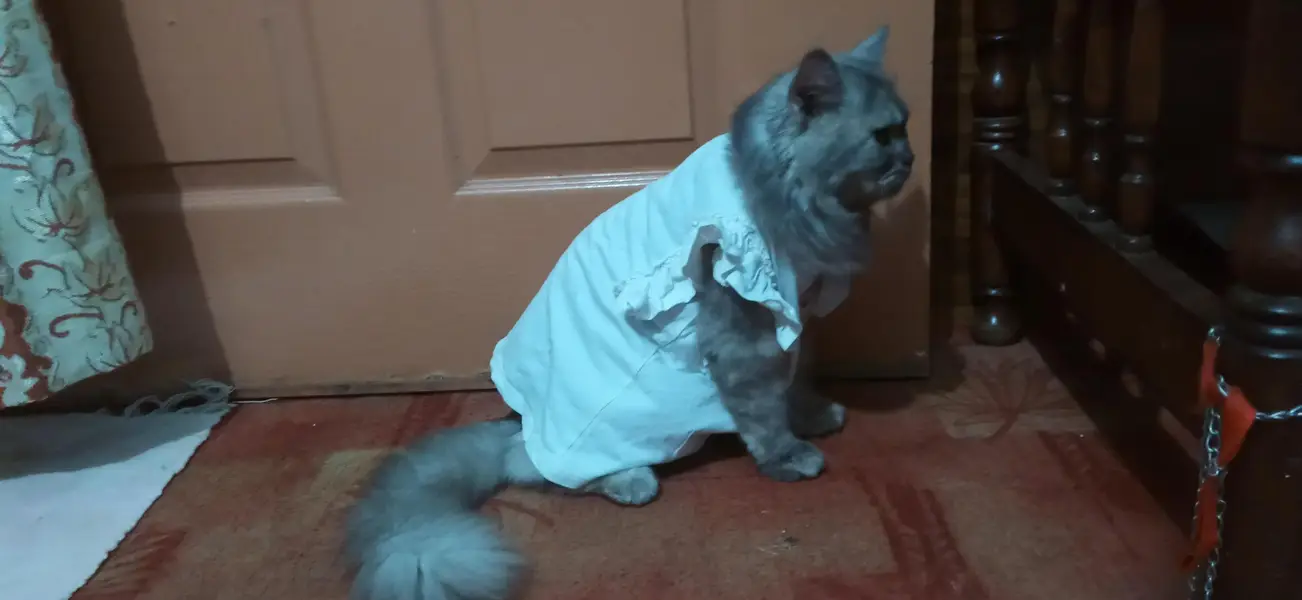 Russian cat golden eyes — photo 8