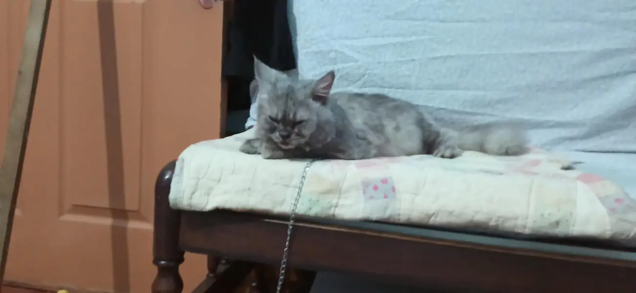 Russian cat golden eyes — photo 9