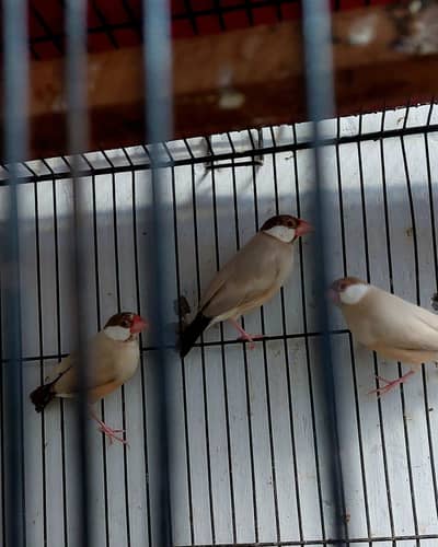 fuwn  Java 2 breeder pair