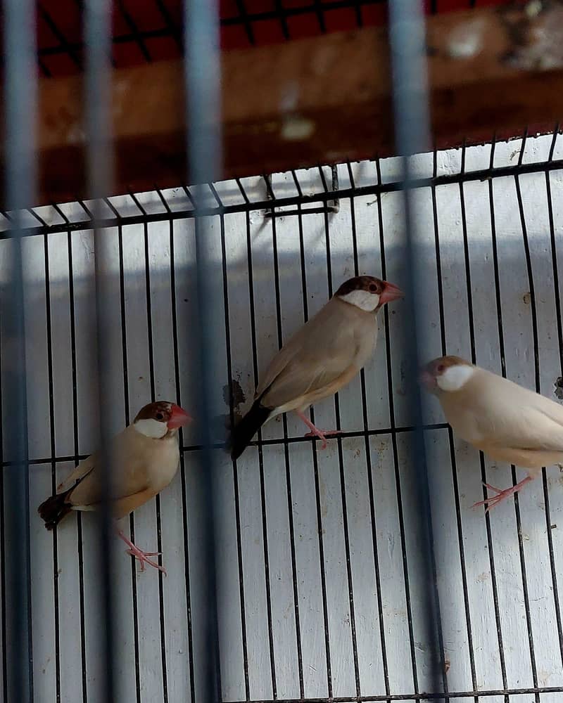 fuwn  Java 2 breeder pair 0