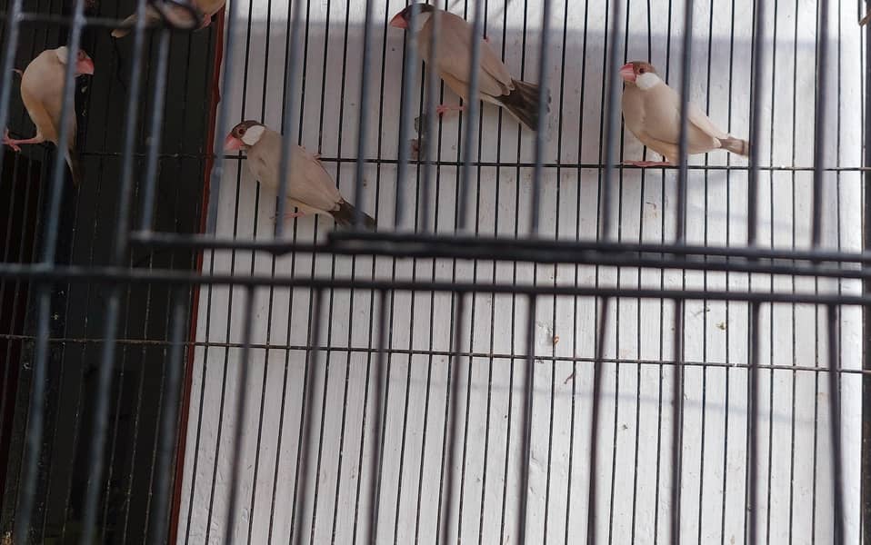 fuwn  Java 2 breeder pair 1