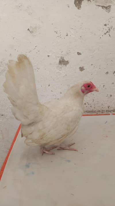 white English game female  eggs laying