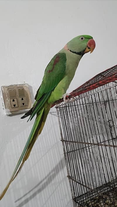 Fully Tame Raw Parrot, Whistle, Talking ,