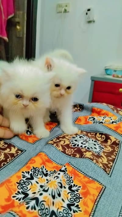 Persian kittens | Triple Coated | Doll Face | white  kittens for sale