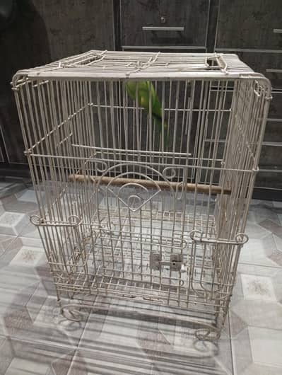 Indian green parrot for sale with cage