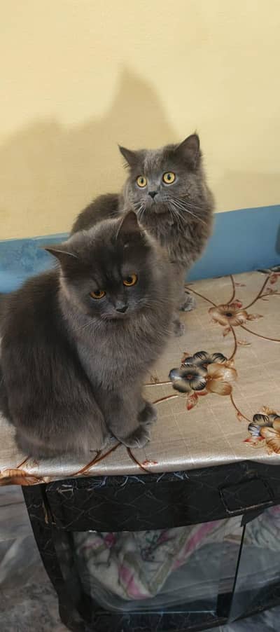 Persian Cat Pair