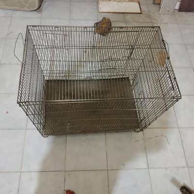 Hen/parrot cage