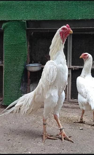 Aseel | Shamo |White O shamo | King size shamo | German shamo For Sal