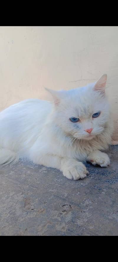 Persian cat female