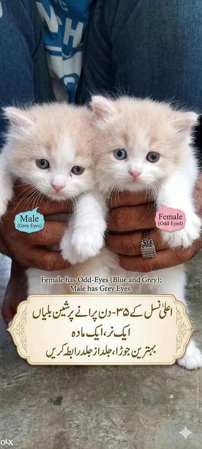 : Persian Kittens Pair - Female