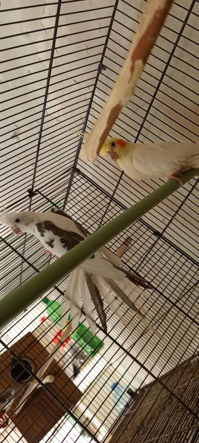 Cokteils parrots nd all setup for sale urgent sale