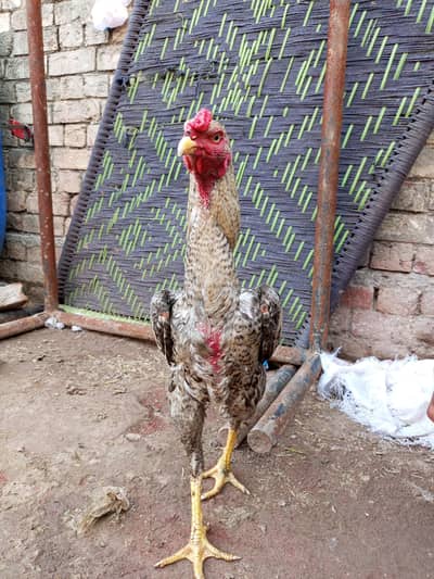 I am selling aseel pair