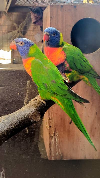 Proven Grunted Breeder Lorry/lorri Pair