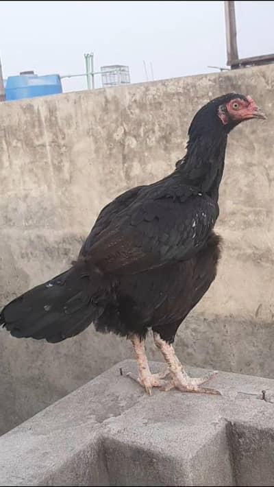 Aseeal Female Hens Mainwali