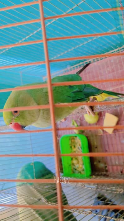 green parrot