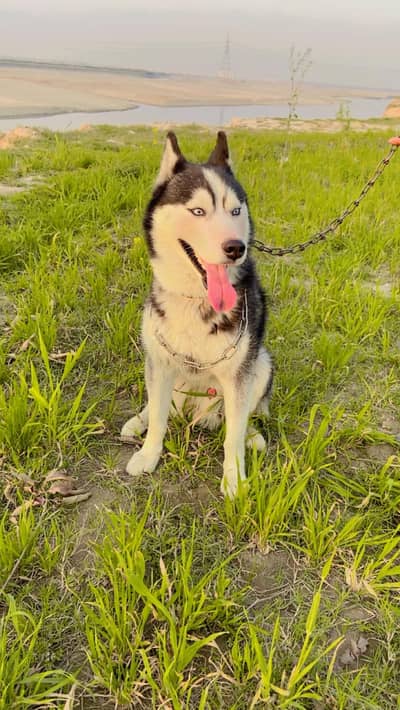 husky male