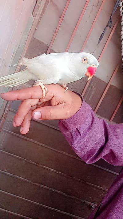 White parrot