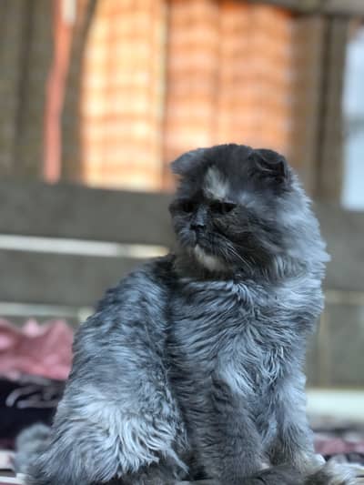 Scottish fold