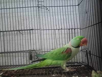 Breeder Male RAW Parrot