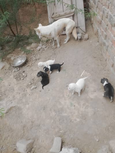 Pista Dog | Pure Pista Puppies | Pista Puppies For Sale