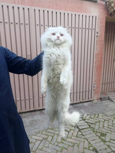 pure Persian home breed