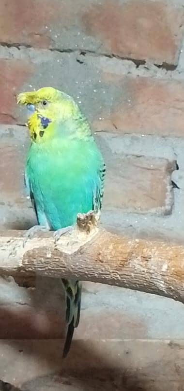 crust male  king size