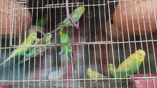 budgies 3 pairs and 6 piece