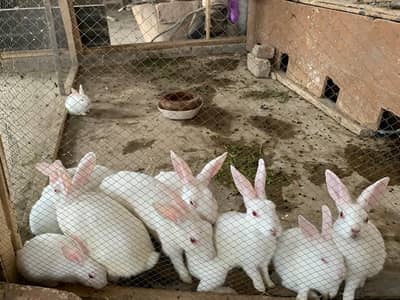 Rabbits for sale