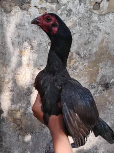 pure Thai Madi ready to breed