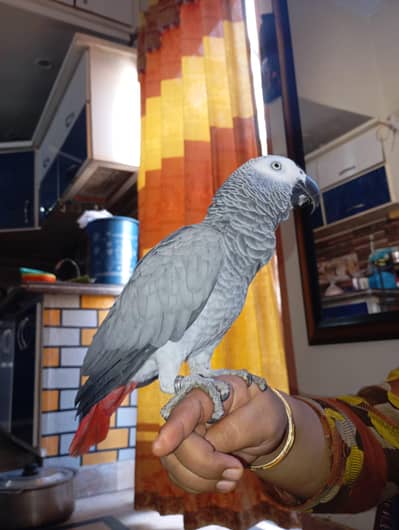 African Grey Talking Parrot for Sale – Very Intelligent & Active