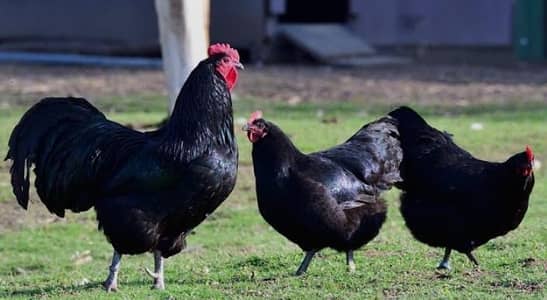 Australorp Male Available.