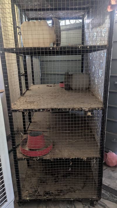 Murghi or birds  Pinjraa