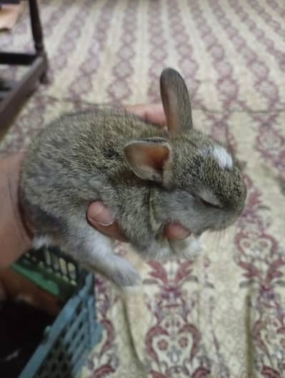 Fluffy premium quality Rabbit babies