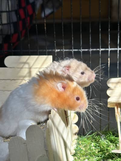 Healthy Hamster Pair for Sale – Active & Cute