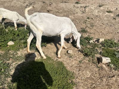Ghaban Rajnpuri Bakri with female kid