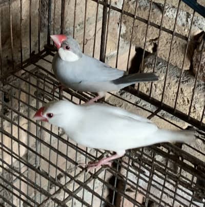 Java birds (WhatsApp 0325”109”47”01)