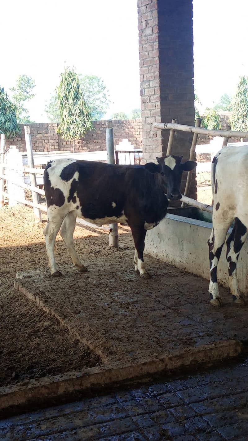 فارم ورکر کی ضرورت ہے 0