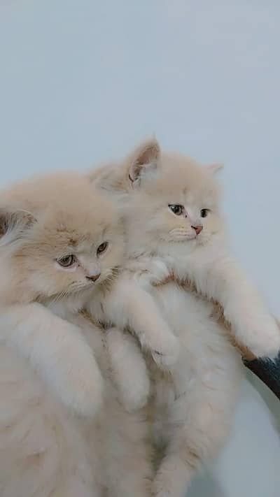 Persian  cats pair only 22000  thousand