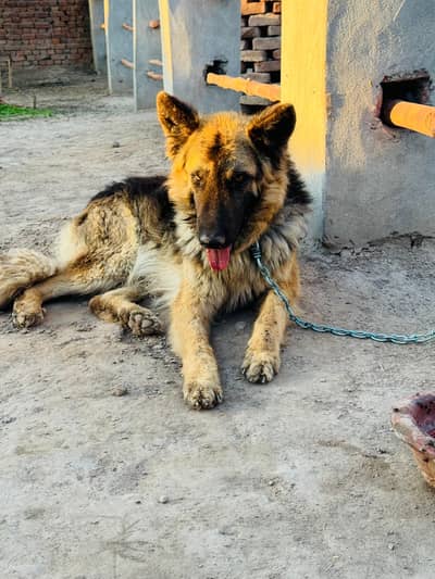 For sale 0316 4211272