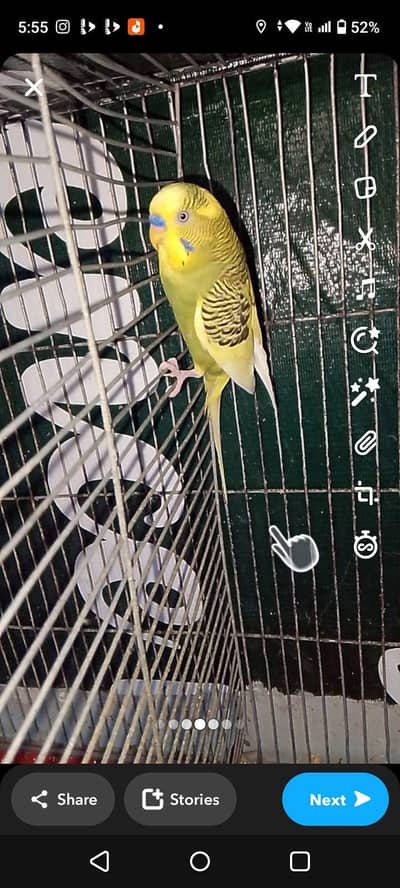 Beautifull pied and clear wing pair for sale.