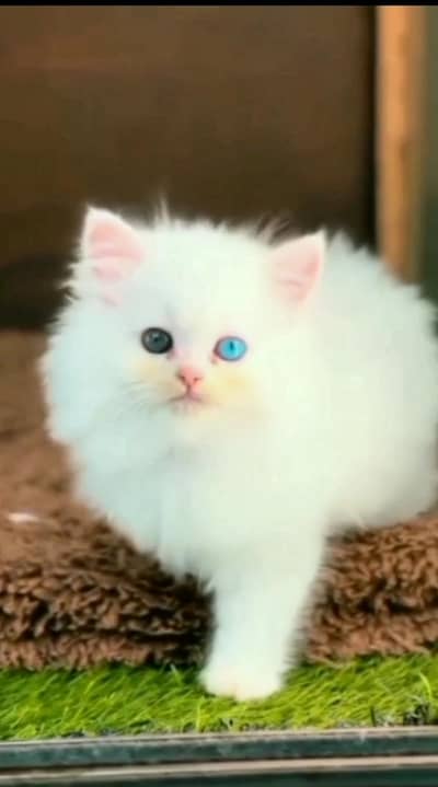 Persian female kitten for sale WhatsApp number 0321-56-21-547