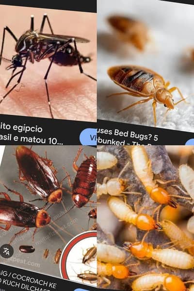 OWNER NAME {HASEEN CHUTANI}