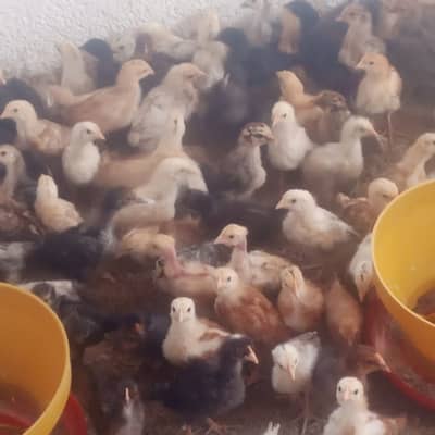 Golden misri chicks | golden misri hens | active chicks for sale