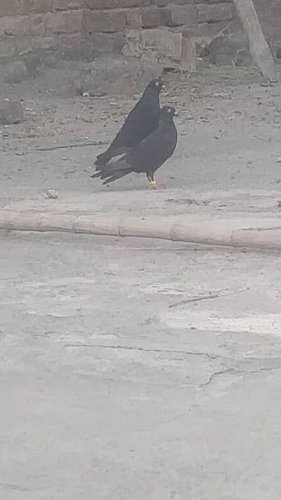 kala toma pair for sale watsup num 03159554979