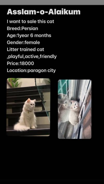 cat for sale